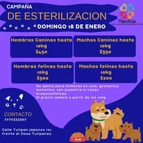 Campaña de esterilización